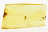 Fossil True Midge with Mite in Baltic Amber #288617-1